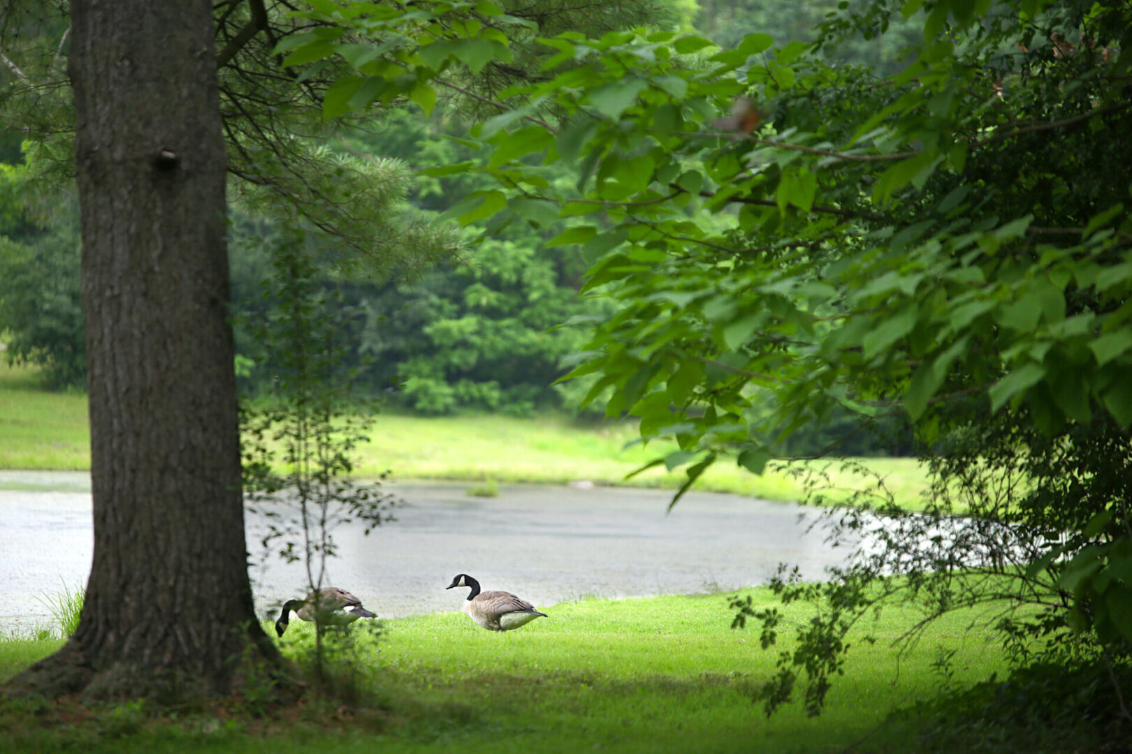 Wedding photographer in Pittsburgh at Succop Nature Park